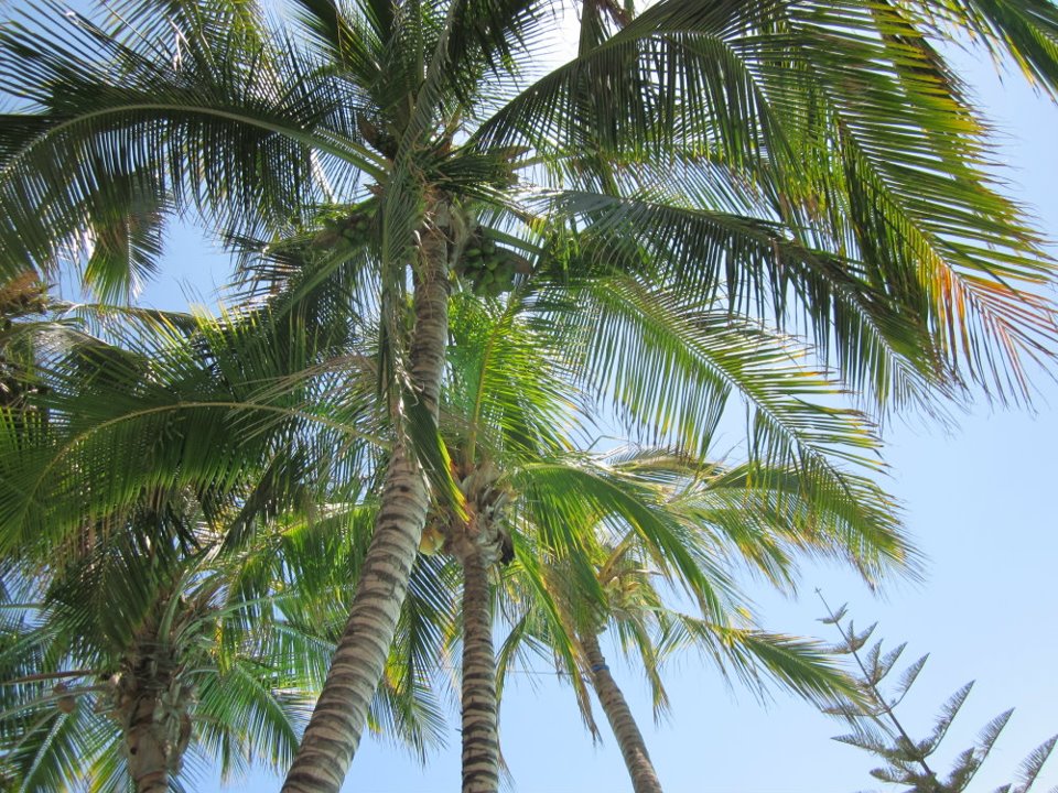 Palm trees, Gran Canaria
